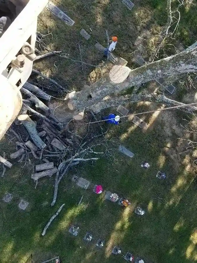 Affordable Tree Service Affordable Tree Service