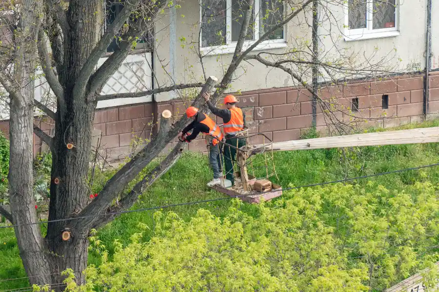 Benefits Of Timely Hazardous Tree Removal Services Greensboro, NC Benefits Of Timely Hazardous Tree Removal Services Greensboro, NC