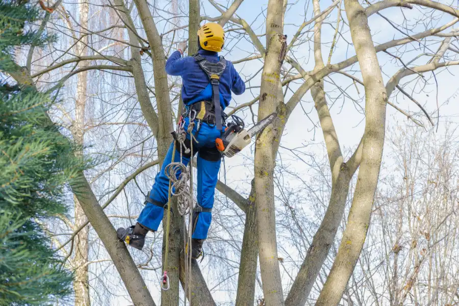 Benefits Of Timely Hazardous Tree Removal Services in Greensboro, NC Benefits Of Timely Hazardous Tree Removal Services in Greensboro, NC