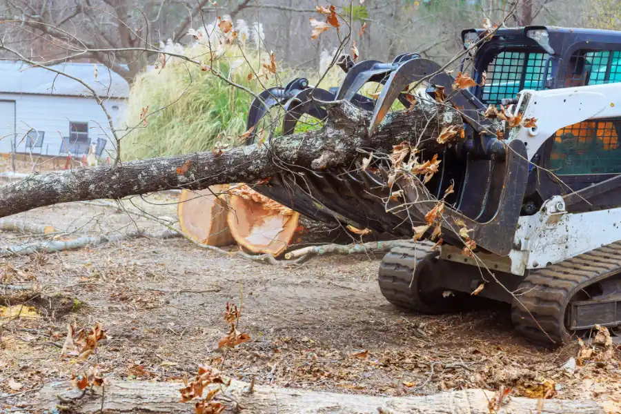 Common Risks Of Ignoring Hazardous Tree Conditions Greensboro, NC Common Risks Of Ignoring Hazardous Tree Conditions Greensboro, NC