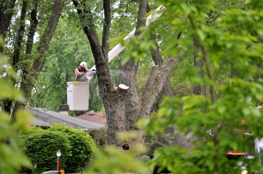 Common Risks Of Ignoring Hazardous Tree Conditions in Greensboro, NC Common Risks Of Ignoring Hazardous Tree Conditions in Greensboro, NC