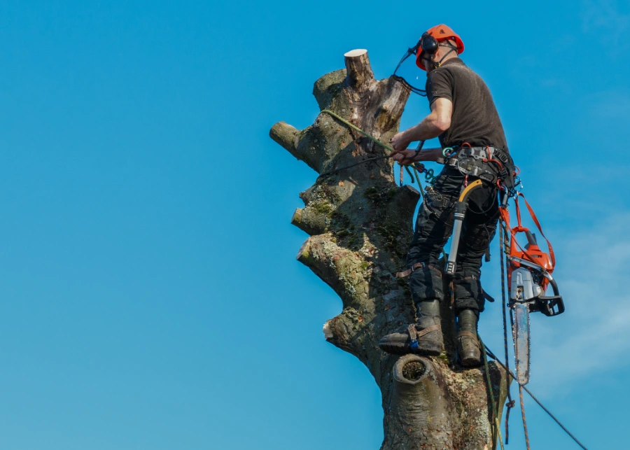 Excellent Hazardous Tree Removal Services in Greensboro, NC Excellent Hazardous Tree Removal Services in Greensboro, NC