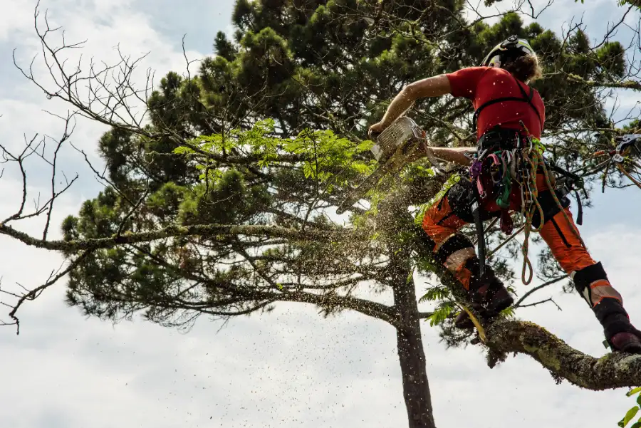 Experienced Hazardous Tree Removal Services in Greensboro, NC Experienced Hazardous Tree Removal Services in Greensboro, NC