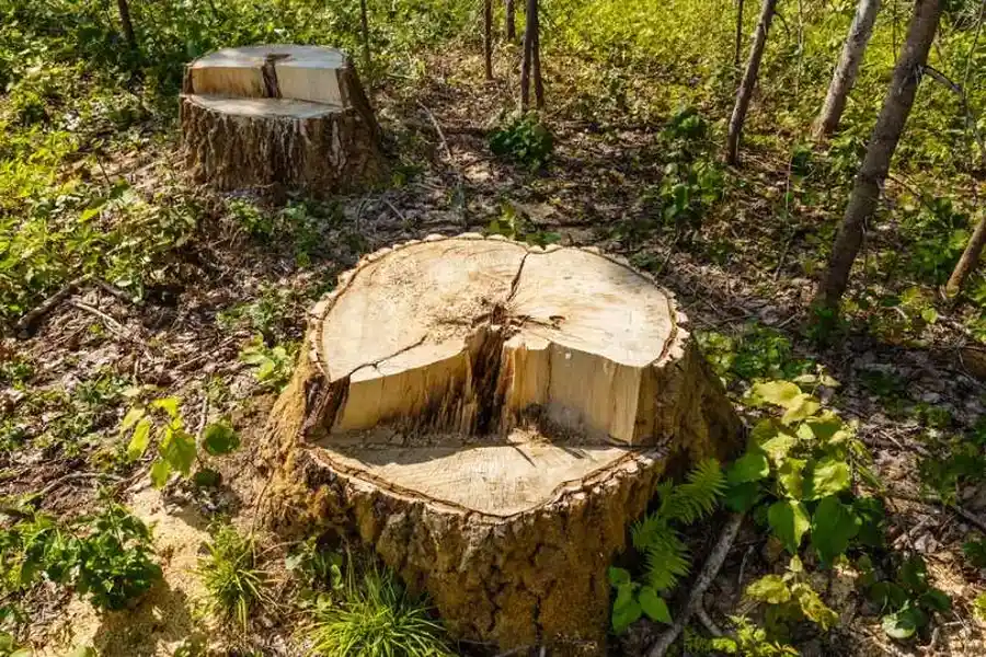 Experienced Stump Grinding Greensboro, NC Experienced Stump Grinding Greensboro, NC