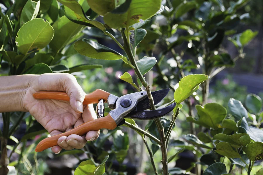 Expert Tree Pruning Service Greensboro, NC Expert Tree Pruning Service Greensboro, NC