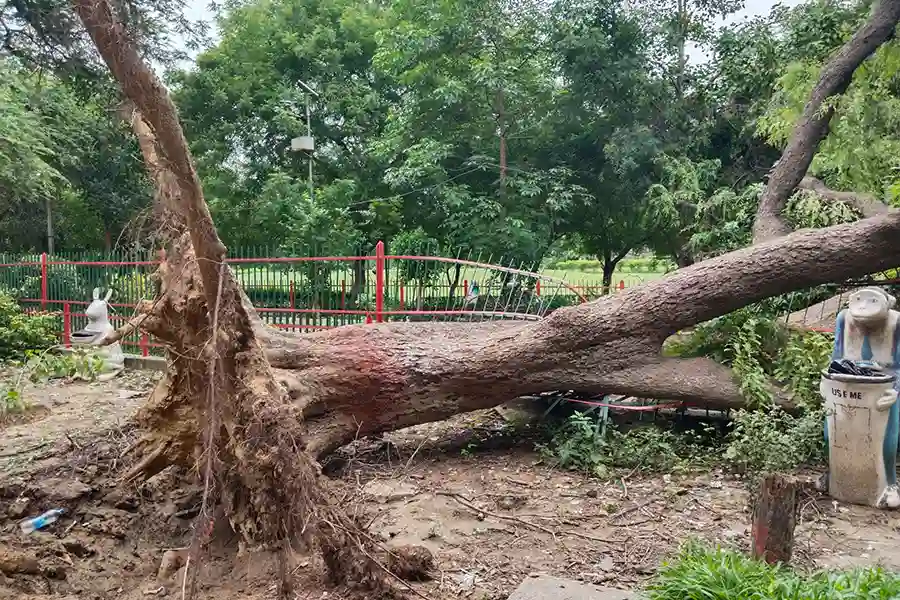 Hazardous Tree Removal