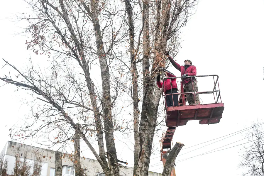 How Tree Trimming Prevents Storm Damage To Your Home Greensboro, NC How Tree Trimming Prevents Storm Damage To Your Home Greensboro, NC