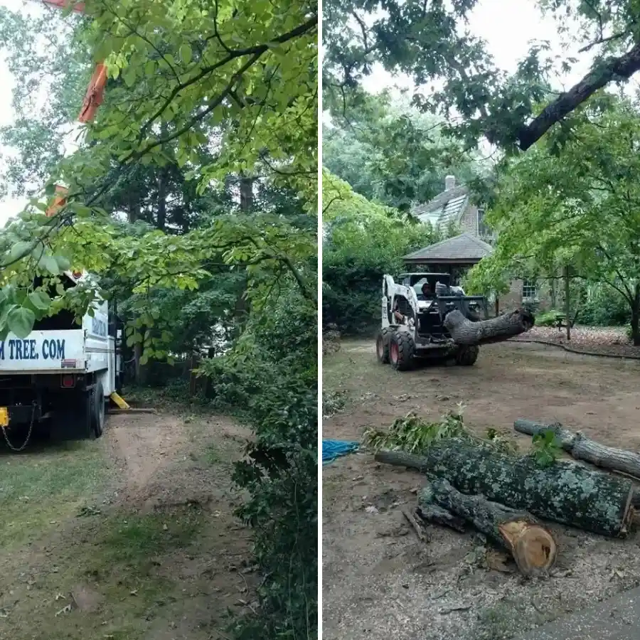 Local Tree Specialist