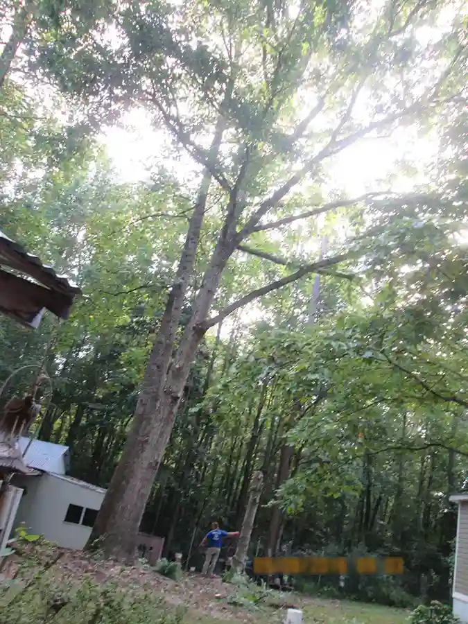 Professional Tree Maintenance Professional Tree Maintenance