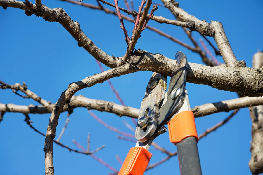 Professional Tree Pruning Service Greensboro, NC Professional Tree Pruning Service Greensboro, NC