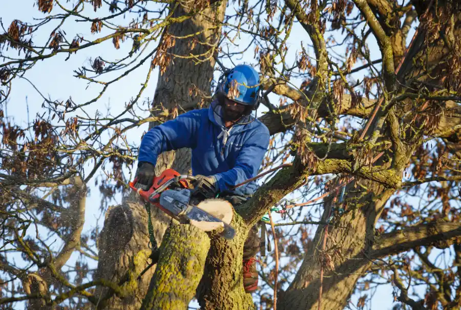 Reliable Hazardous Tree Removal Services in Greensboro, NC Reliable Hazardous Tree Removal Services in Greensboro, NC