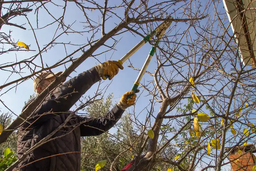 Reliable Tree Trimming Service Greensboro, NC Reliable Tree Trimming Service Greensboro, NC