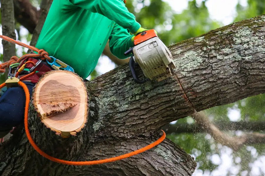 Reputable Tree Trimming Service Greensboro, NC Reputable Tree Trimming Service Greensboro, NC