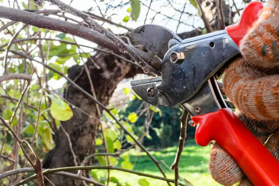 Tree Pruning Service And Yard Aesthetic Improvement Greensboro, NC Tree Pruning Service And Yard Aesthetic Improvement Greensboro, NC