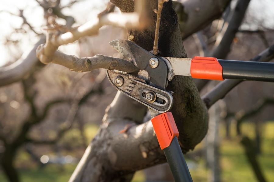 Tree Pruning Service And Yard Aesthetic Improvement in Greensboro, NC Tree Pruning Service And Yard Aesthetic Improvement in Greensboro, NC