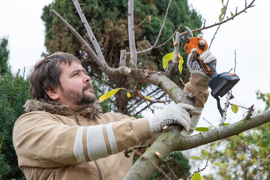 Tree Pruning Service For Overgrown Branch Management Greensboro, NC Tree Pruning Service For Overgrown Branch Management Greensboro, NC
