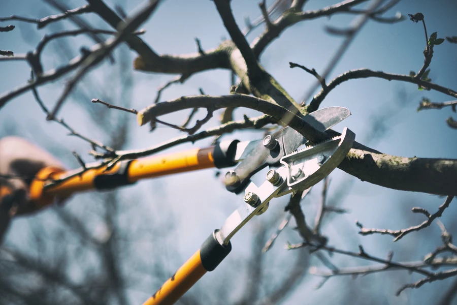 Tree Pruning Service For Overgrown Branch Management in Greensboro, NC Tree Pruning Service For Overgrown Branch Management in Greensboro, NC