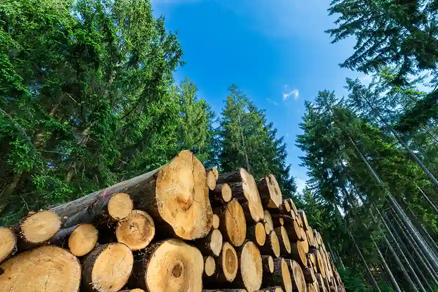 Tree company serving Greensboro, NC