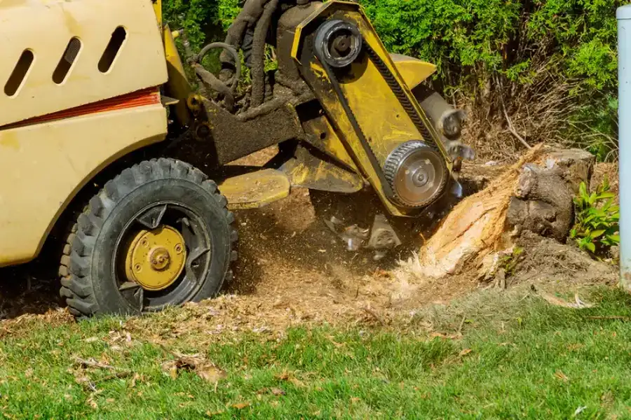Why Stump Grinding Prevents Pest Infestations Around Your Home Greensboro, NC Why Stump Grinding Prevents Pest Infestations Around Your Home Greensboro, NC