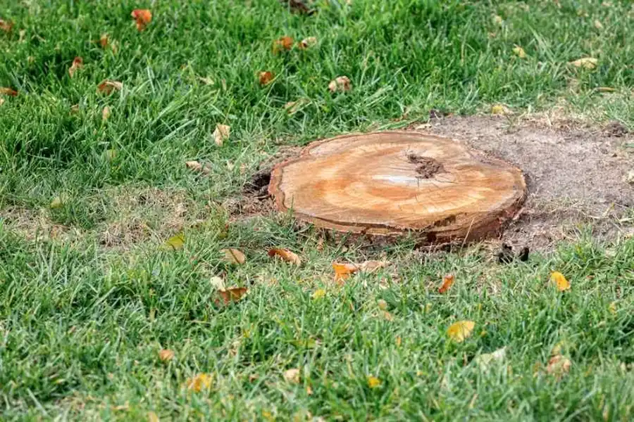 Why Stump Grinding Prevents Pest Infestations Around Your Home in Greensboro, NC Why Stump Grinding Prevents Pest Infestations Around Your Home in Greensboro, NC